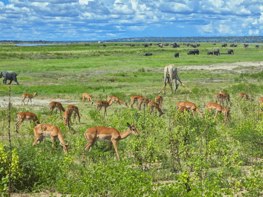 Animals on Landscape