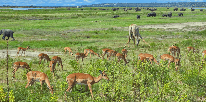 Animals on Landscape
