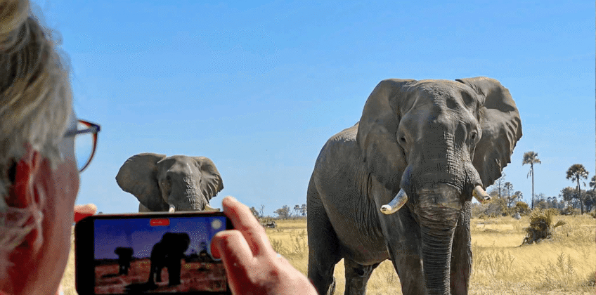 Capturing elephants