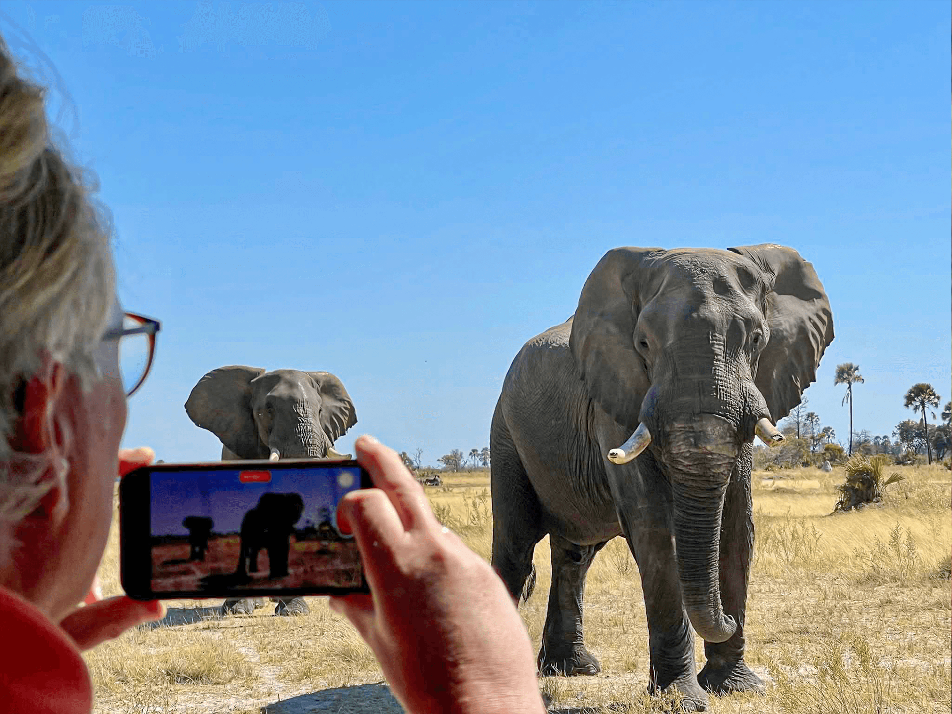 Capturing elephants
