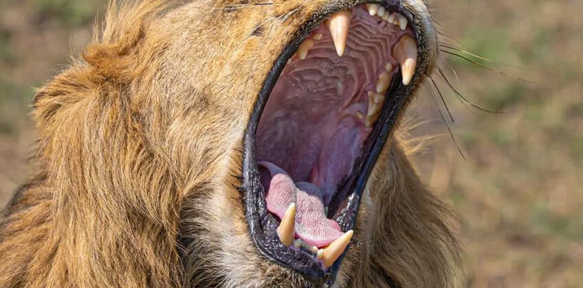 Hungry Lion