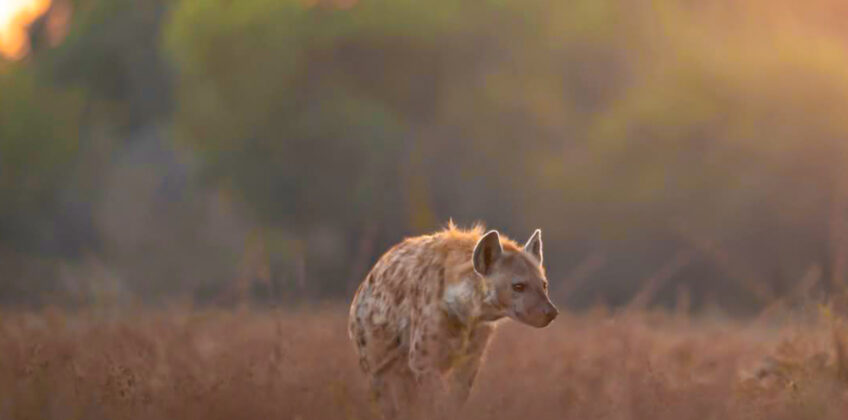 Hyena in the wilderness