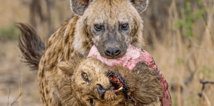 Hyena with Lion Head