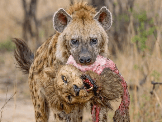 Hyena with Lion Head