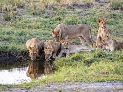 Lions at the river back