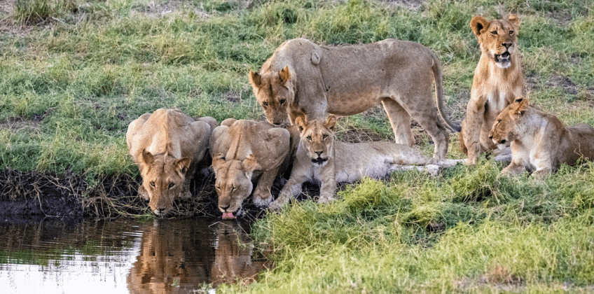 Lions at the river back
