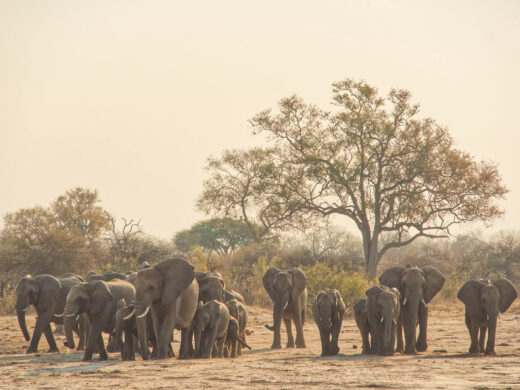 Many Elephants