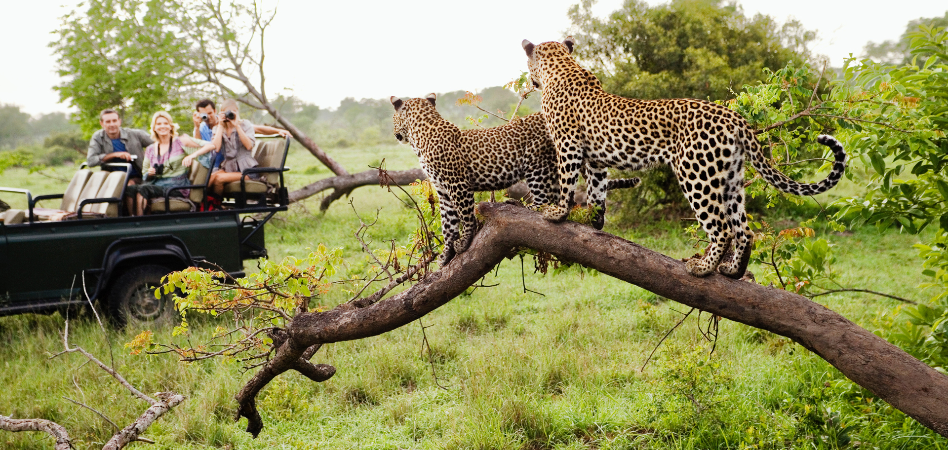 safari moodboard adobestock fin web